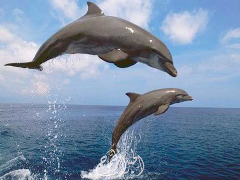 أبرز الحقائق عن عالم الدلافين