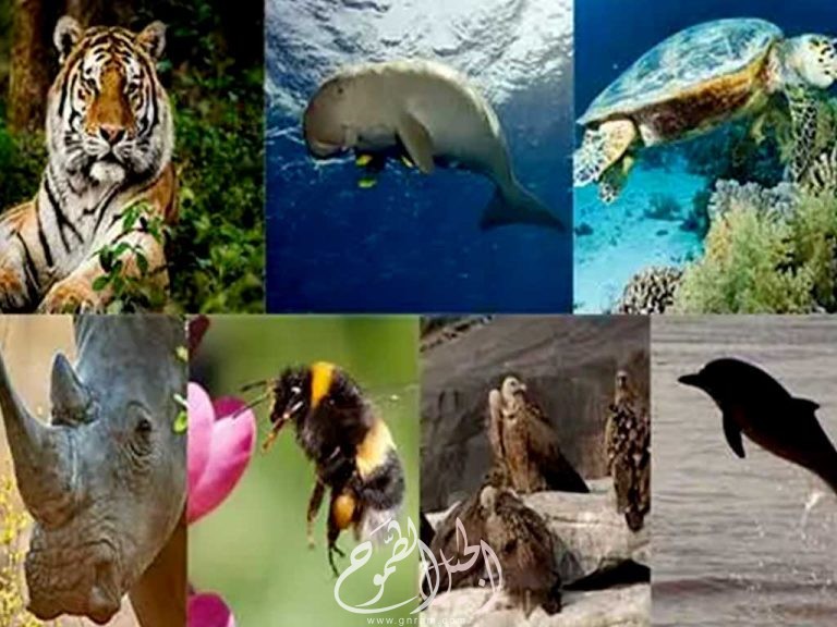  الحيوانات المهددة بالانقراض