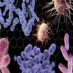 بحث مختصر عن البكتيريا