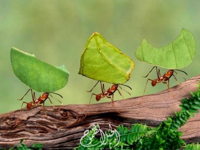 فلسفه النمل في الحياة