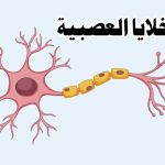 بحث قصير عن الخلية العصبية