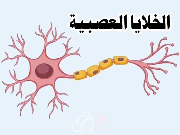 بحث قصير عن الخلية العصبية