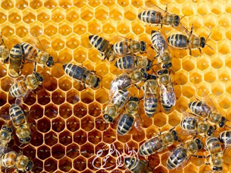 لماذا خلية النحل سداسية