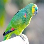 ما هو طائر الأمازون؟