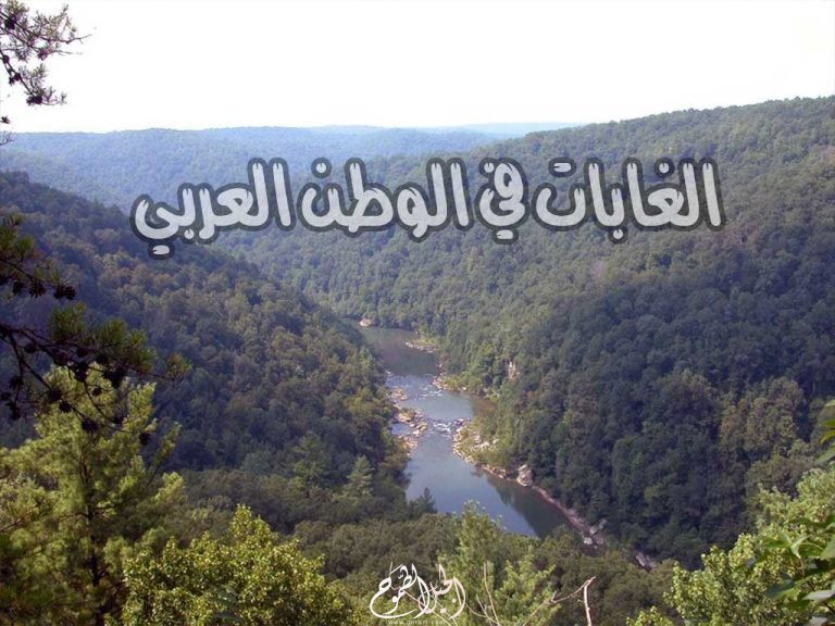 الغابات الموجودة في الوطن العربي