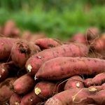 البطاطا الحلوة: 10 فوائد صحية  