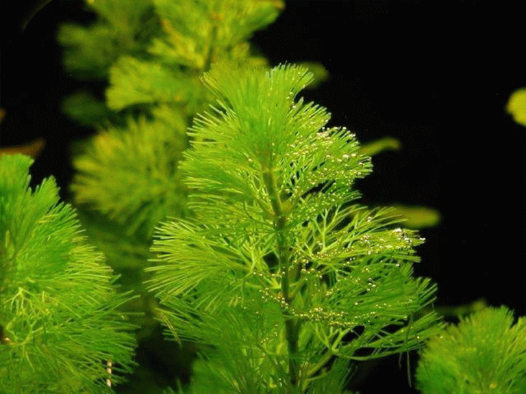 نبات الايلوديا Elodea